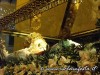 sfortunata2012-baucina-33