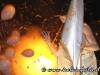 23_marzo_08_domenica_di_pasqua_2